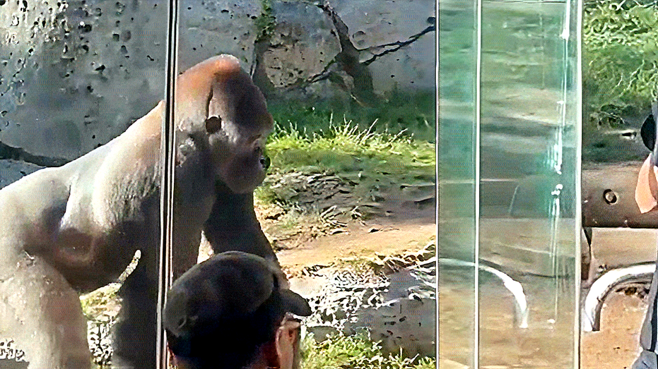 ВИДЕО ИЗ ЗООПАРКА Сан-Диего: Гора из глянца и удивительные реакции посетителей Thumbnail