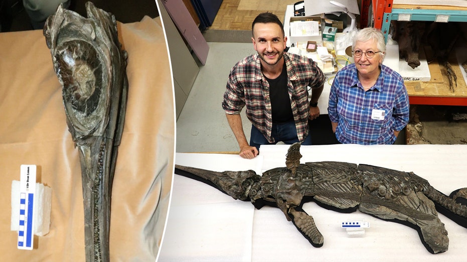 Уникальный скелет «мечевого дракона» с южного побережья Великобритании раскрывает тайны древних морских рептилий Thumbnail