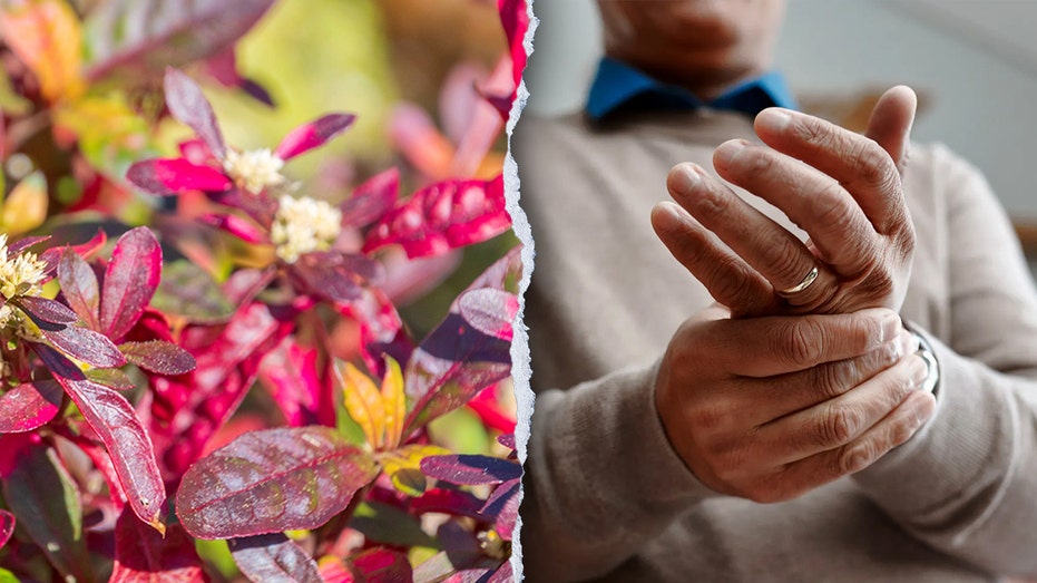 Уникальное бразильское растение с потенциалом борьбы с артритом и воспалительными заболеваниями Thumbnail