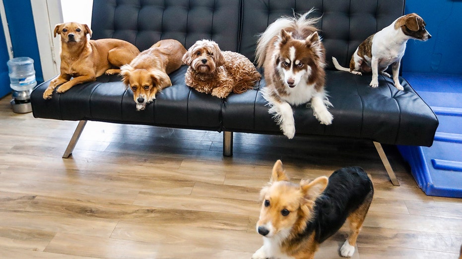 Впервые на рынке: умный робот Aura обеспечивает эмоциональную поддержку домашних питомцев Thumbnail