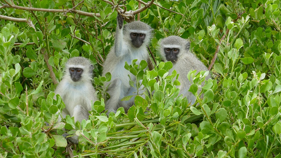 В городе Сент-Луис продолжают разгуливать несколько обезьян, поиск которых был прекращен Thumbnail